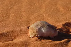 Namib golden mole pushing forward across red dune sand