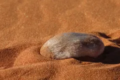 Namib golden mole resting on a ripple of red sand, its fur shining