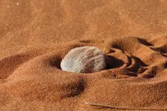 Namib golden mole half buried in red sand as it starts to dig in