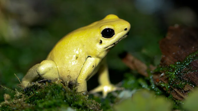 Golden Poison Frog in natural habitat