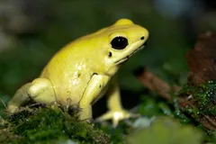 Golden Poison Frog in natural habitat