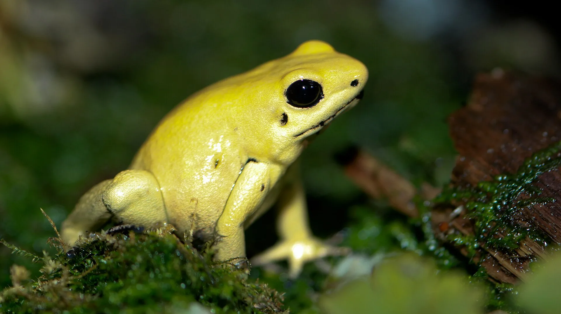 Golden Poison Frog in natural habitat
