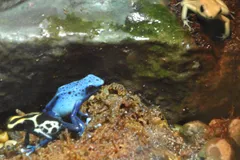 Golden Poison Frog in natural habitat