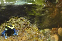 Golden Poison Frog in natural habitat