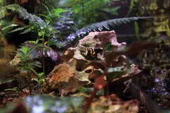 Golden Poison Frog in natural habitat