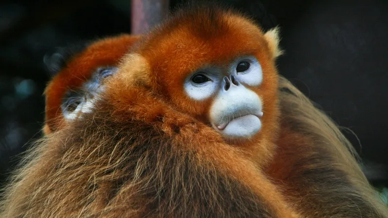 Golden Snub-Nosed Monkey in natural habitat