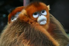 Golden Snub-Nosed Monkey in natural habitat