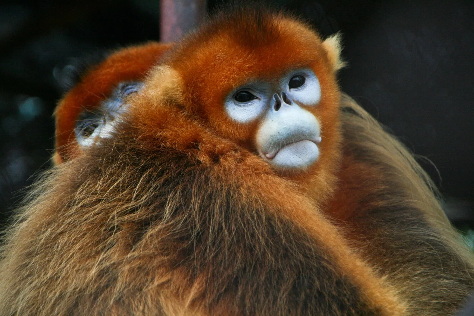 Golden Snub-Nosed Monkey in natural habitat
