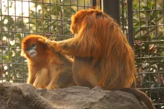 Golden Snub-Nosed Monkey in natural habitat