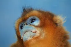 Golden Snub-Nosed Monkey in natural habitat