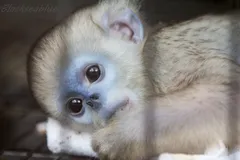 Golden Snub-Nosed Monkey in natural habitat