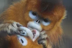 Golden Snub-Nosed Monkey in natural habitat