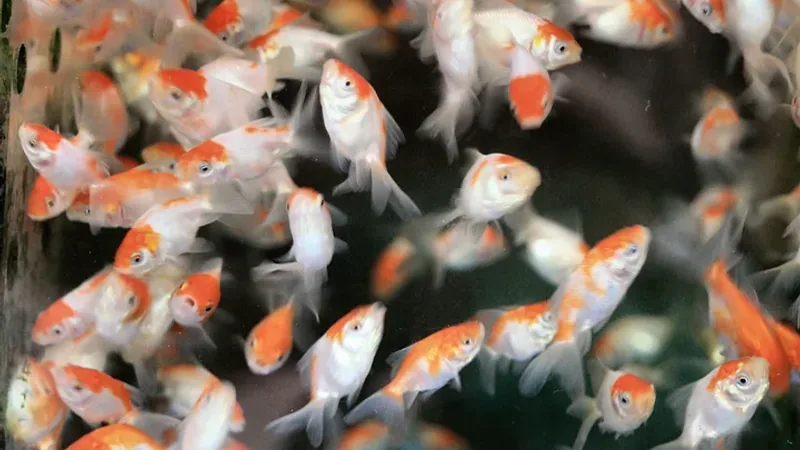 Common Goldfish domestic pet