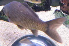 Captive olive-bronze goldfish, the wild colour, swimming above a sandy aquarium floor