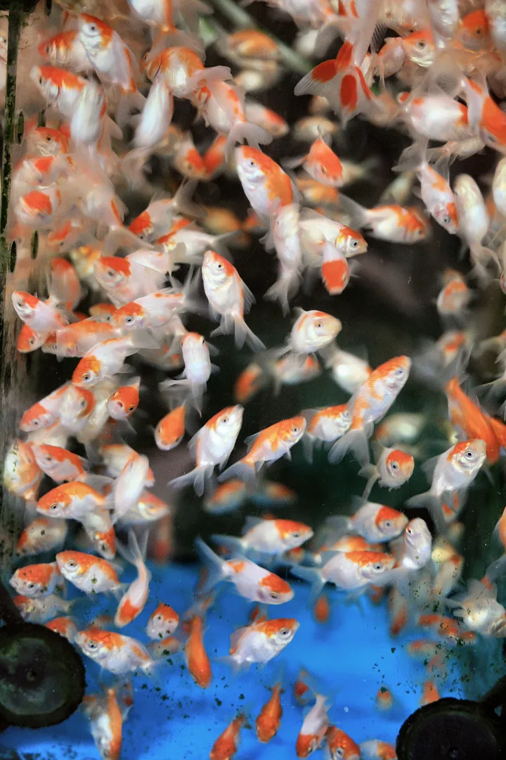 Common Goldfish domestic pet