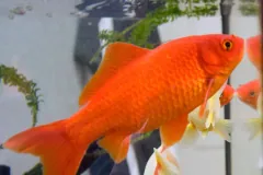 Captive bright orange goldfish in a planted aquarium, with a red-and-white goldfish below it