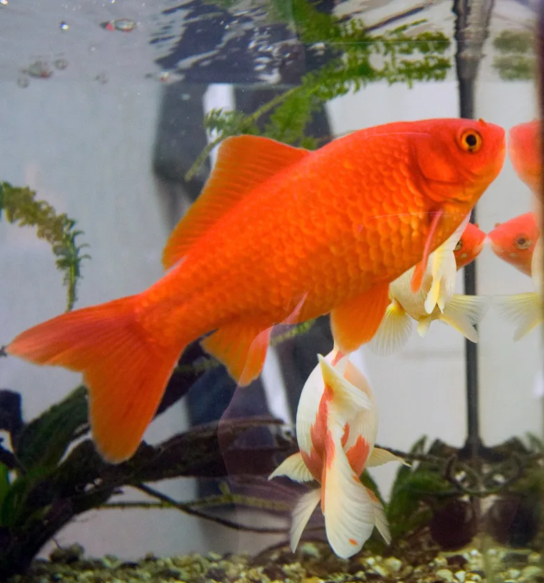 Common Goldfish domestic pet