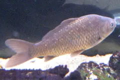 Captive olive-bronze goldfish with rows of large scales along its side, over pale gravel