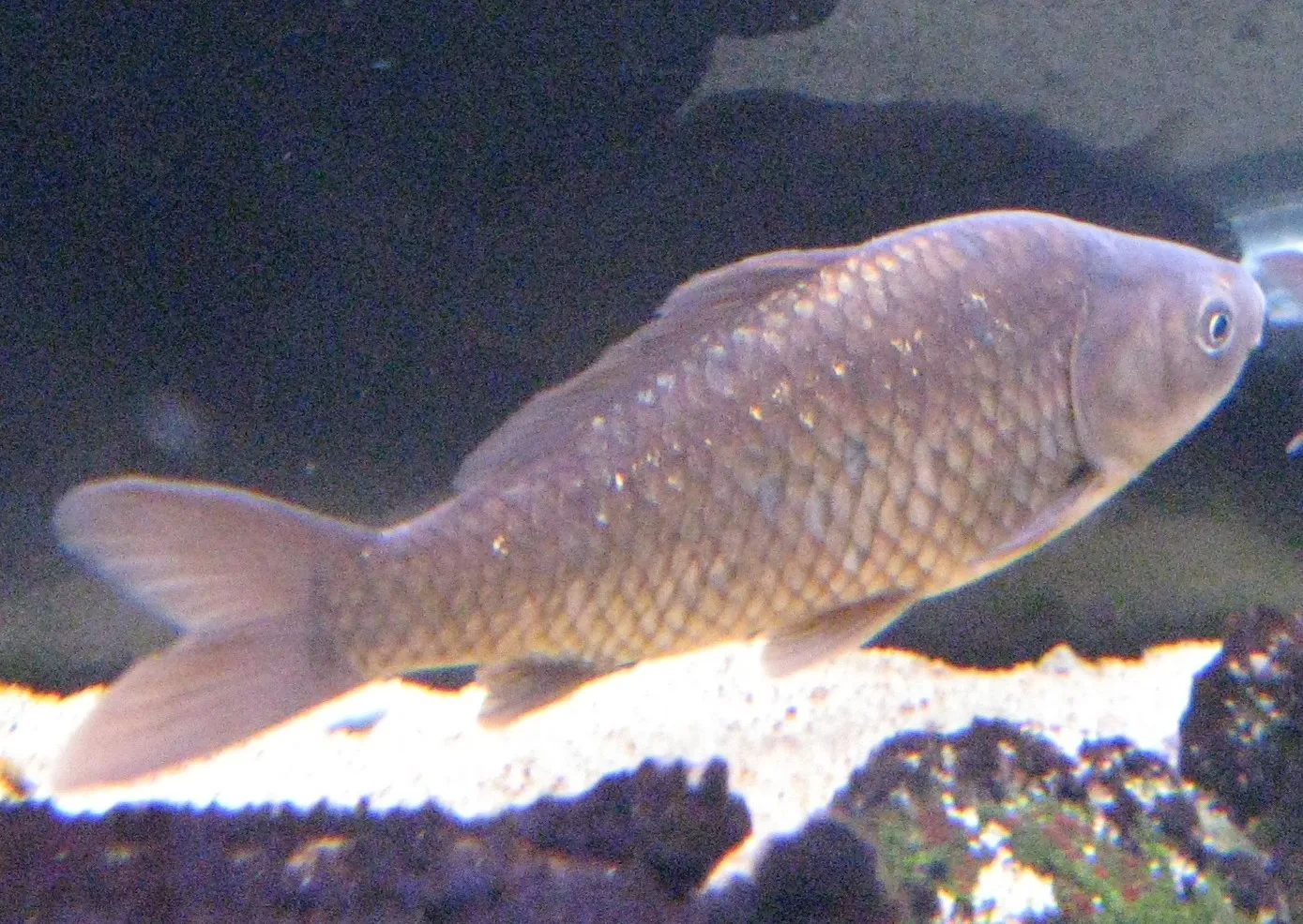 Common Goldfish domestic pet