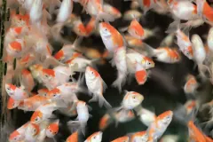 Dense crowd of young orange-and-white captive goldfish packed together in an aquarium