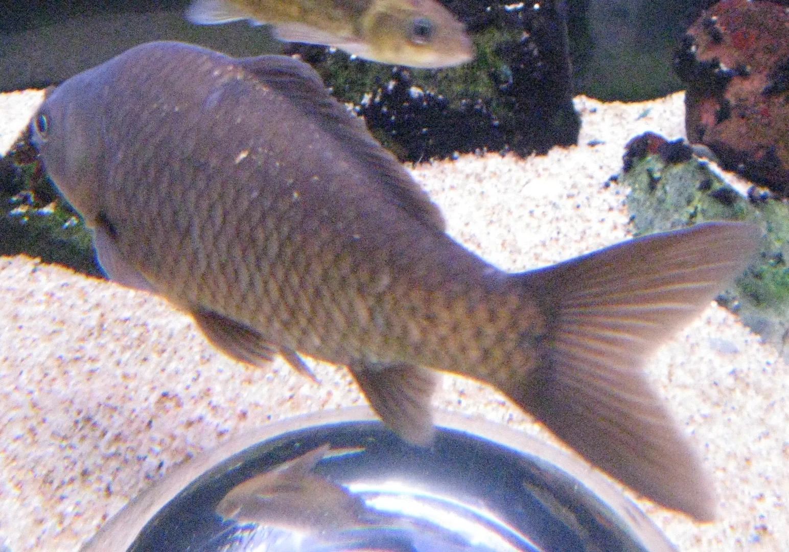 Common Goldfish domestic pet