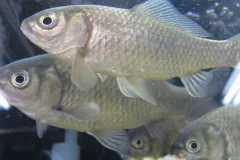 Several captive olive-green goldfish swimming side by side, their rows of scales clearly visible