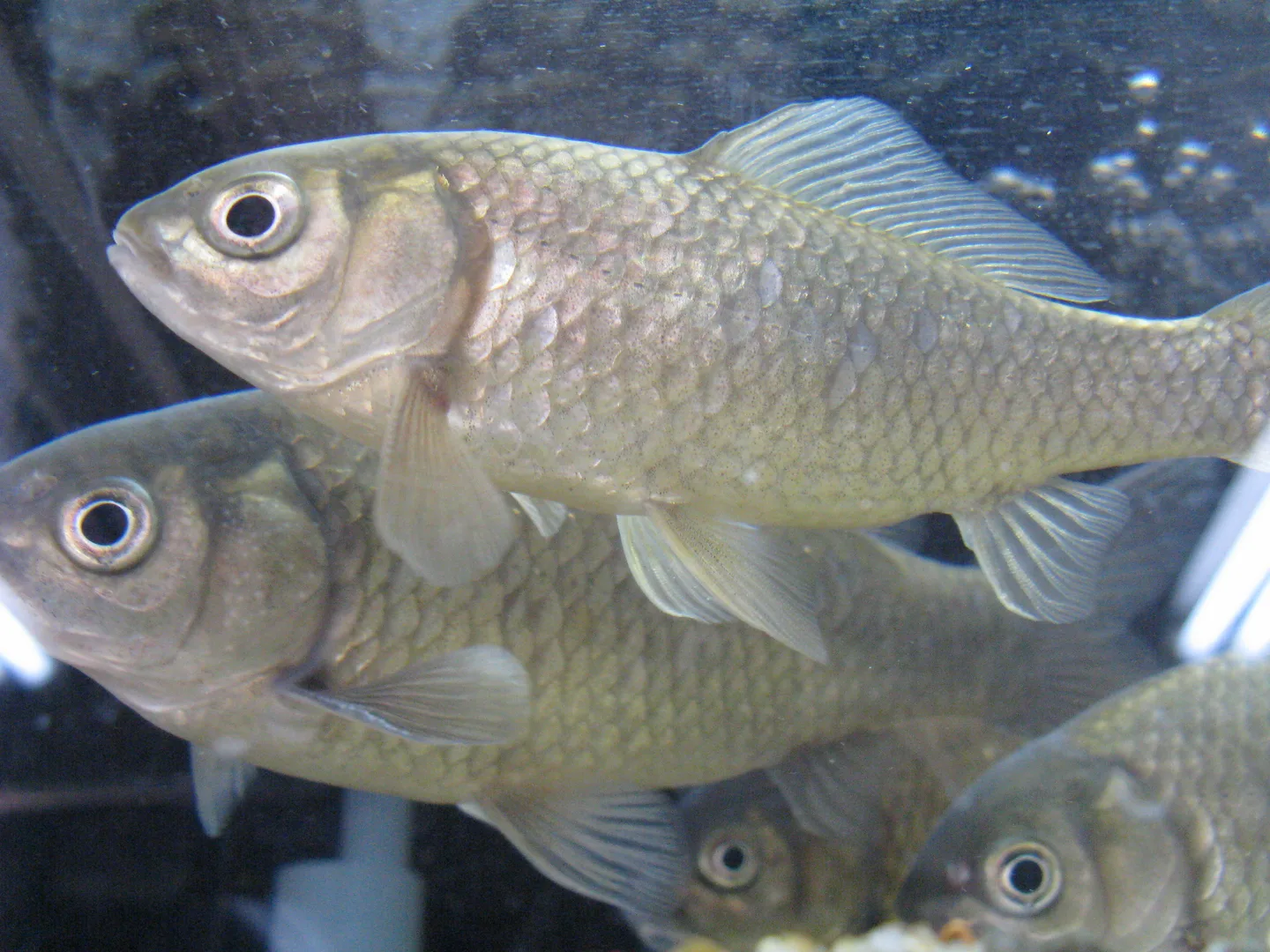 Common Goldfish domestic pet