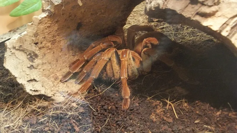 Goliath Birdeater (Theraphosa blondi) displaying natural behavioral traits in wild habitat