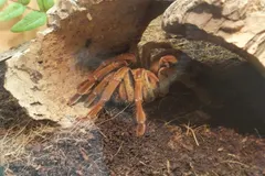 Goliath Birdeater (Theraphosa blondi) displaying natural behavioral traits in wild habitat