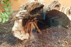 Goliath Birdeater (Theraphosa blondi) displaying natural behavioral traits in wild habitat