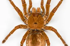Goliath Birdeater (Theraphosa blondi) displaying natural behavioral traits in wild habitat