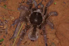 Goliath Birdeater (Theraphosa blondi) displaying natural behavioral traits in wild habitat