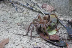 Goliath Birdeater (Theraphosa blondi) displaying natural behavioral traits in wild habitat