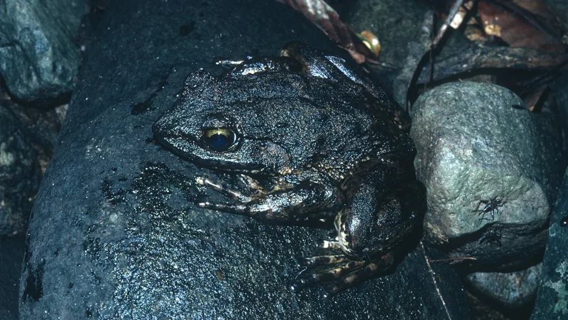 Large dark goliath frog resting on a wet black rock beside a stream