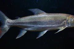 Goliath Tigerfish (Hydrocynus goliath) swimming in freshwater river habitat
