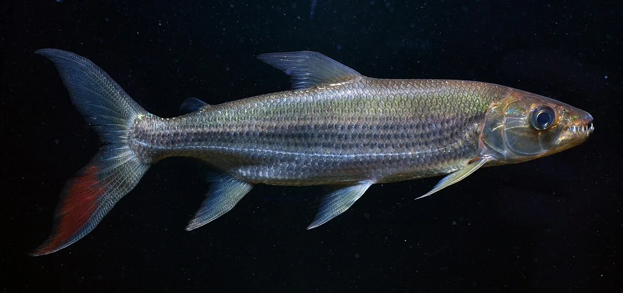 Goliath Tigerfish (Hydrocynus goliath) swimming in freshwater river habitat