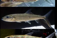 Goliath Tigerfish (Hydrocynus goliath) swimming in freshwater river habitat