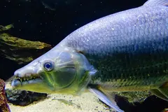 Goliath Tigerfish (Hydrocynus goliath) swimming in freshwater river habitat