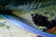 Goliath Tigerfish (Hydrocynus goliath) swimming in freshwater river habitat