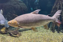 Goliath Tigerfish (Hydrocynus goliath) swimming in freshwater river habitat
