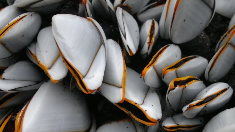 Goose Barnacle in this matchup