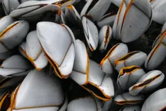 Cluster of goose barnacles with white shell plates edged in orange