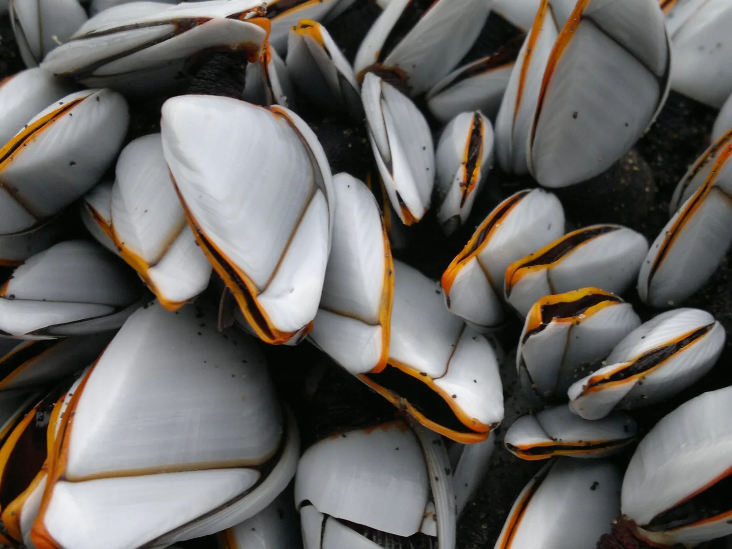 Cluster of goose barnacles with white shell plates edged in orange