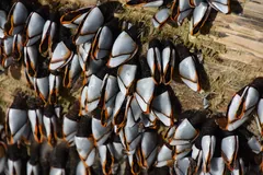 Dense mass of goose barnacles on dark stalks, shells white and orange