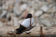 Single goose barnacle on a dark stalk attached to a piece of driftwood