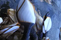 Goose barnacles hanging from dark rubbery stalks on a floating object
