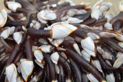 Goose barnacles with long dark stalks crowded together