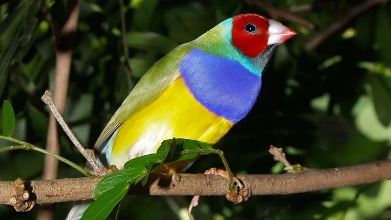 Rainbow-hued Gouldian finch perched on a weathered eucalyptus twig