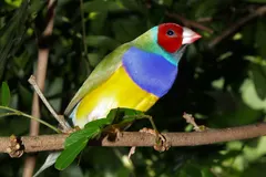 Rainbow-hued Gouldian finch perched on a weathered eucalyptus twig