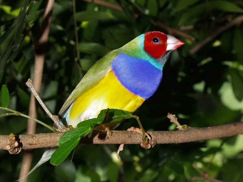 Rainbow-hued Gouldian finch perched on a weathered eucalyptus twig